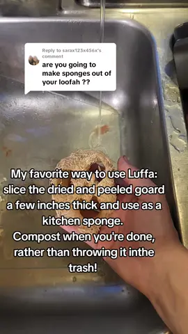 Replying to @sarax123x456x my favorite use for loofah!  #growyourown #garden #luffa 