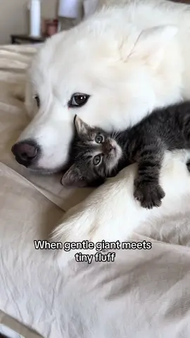 Just unexpected friendship 🐾❤️ #PetsOfTikTok #catsoftiktok #puppylove #fypシ゚viral #fyp 