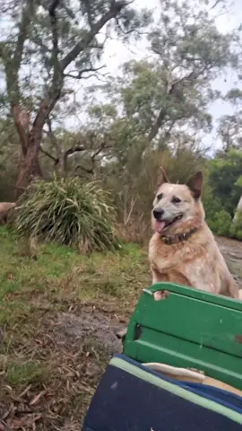 Red heeler dogs always working hard around the property 🐶🐶 clipping the branches so the gardener doesn't have to🤣🤣 #dogs #redheeler #farmlife #farmlifeisthebestlife 