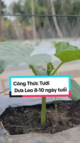 tưới gốc dưa leo 8-10 ngày tuổi #chamsocdualeo #congchucdualeo #caydualeo #quytrinhtrongdualeo #trongdualeo 