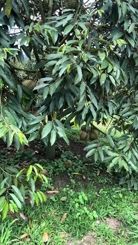 Mô hình trồng sầu riêng tán lùn!!! Cây đẹp giàn trái lực . Tỉ lê cao !!! Ace tham khảo nha !!!#cuocsongthuongngay🌹xuhuongticktok #sauriengthai #nôngnghiepvietnam #saurienglamdong #thịnhhành 