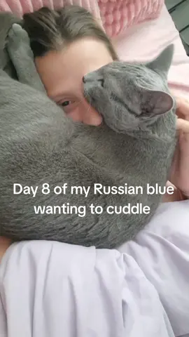 Day 8 . . . . #russianblue #russianbluecat #cuddles #marley #cute #catsofinstagram #cattok #purr #cat #cats #catlover #day8 