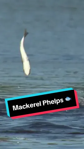 Mackerel Phelps spotted at the Tokyo 2020 Olympics 👀🐟 #Paris2024 #Olympics