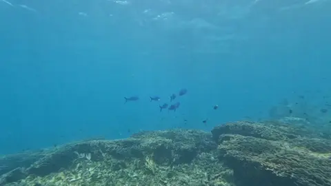 Dead coral reefs #traveltiktok #bali #nusalembongan 
