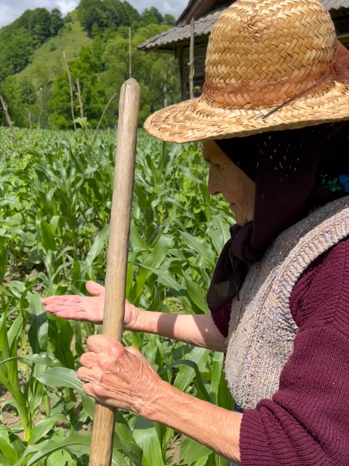 Cea mai frumoasă declarație de dragoste pentru #pământ ❤ 🔹 Lelea TEODORA PURJA (82 de ani) din satul AGRIEȘ, comuna TÂRLIȘUA, județul Bistrița-Năsăud. ______________ 📽 Materialul 𝐯𝐢𝐝𝐞𝐨 integral este disponibil pe canalul de 𝐘𝐨𝐮𝐓𝐮𝐛𝐞: #𝐂𝐮_𝐈𝐨𝐬𝐢𝐟_𝐩𝐞_𝐜𝐨𝐜𝐥𝐚𝐮𝐫𝐢.