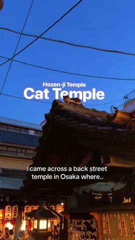 Cat Temple. This hidden temple is only a few streets behind the famous tourist spot of Dotonburi. I don’t think it’s actually a cat temple but there are some resident cats that live & chill there.  📍Hozen-ji Temple Osaka Japan #cat #catlover #japan #osaka #travel #photography