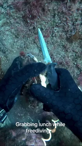 Fast food #scallops #spearfishing 