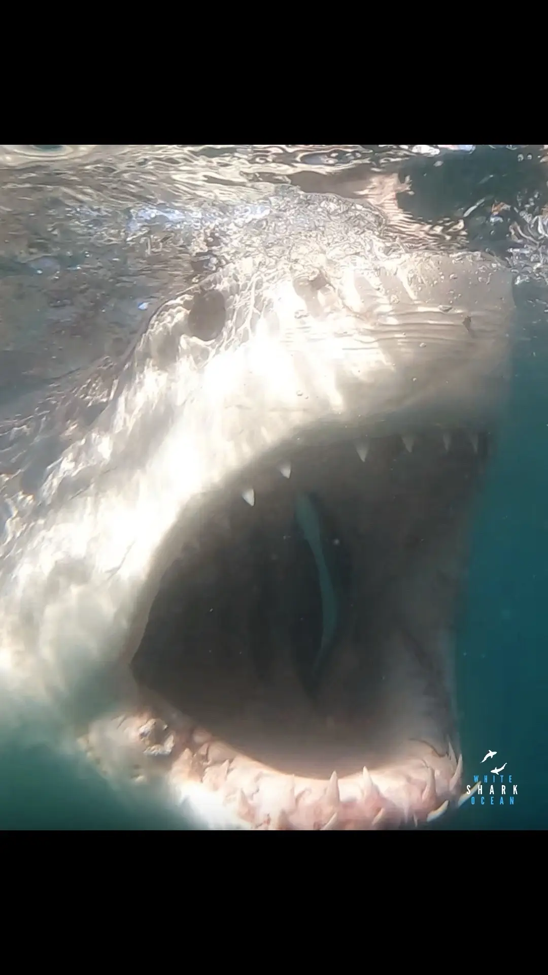 Great White Shark Breaking The Surface As She Ambushes