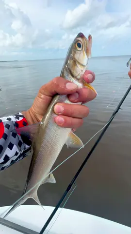 Fishing in the Everglades for snook and tarpon when we ran into this school of lady fish that were blowing up all over the place! They were destroying my 3 inch assassin swimbait on my red chaos jig head hook🔥link is in my bio!  #urbanfloridafishing #southfloridafishing #freshwaterfishing #floridafishing #saltwaterfishing #tarponfishing #snookfishing #evergladesfishing #brackishwaterfishing #fishingvideos #fishingedit 