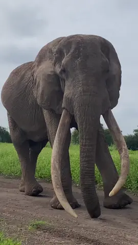 There is nothing more humbling and inspiring than to be lost in the expansive shadow of a super tusker bull elephant in Africa. This giant towers through the savannah of Amboseli National Park, Kenya. Incredible footage from: #angamaamboseli #africa #elephants #kenya #savannah #wildlife #nature #adventure 