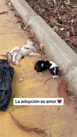 La adopcion es amor ♥️🐾 #animales #mascotas #perro #animls #rescatedeanimales #cachorros #animles #rescatedeanimales #joseayuda #rescate 