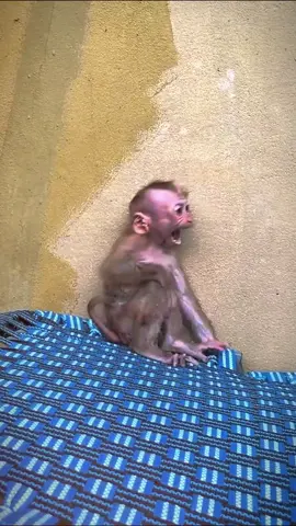 The poor baby monkey #monkey #babymonkey #animals #pet #monkeypet #cuteanimals #cutemonkey #monkeys #cute #rescue #foryou #monkeydluffy #viral #monkeysoftiktok #usa #🐒 #poormonkey 