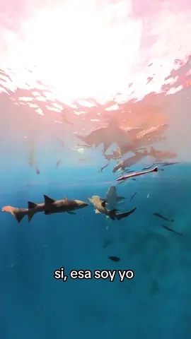 dia 6 y hoy se unen los 🦈 al vlogg #maldivas #cinnamonvelifushi #tiburon 