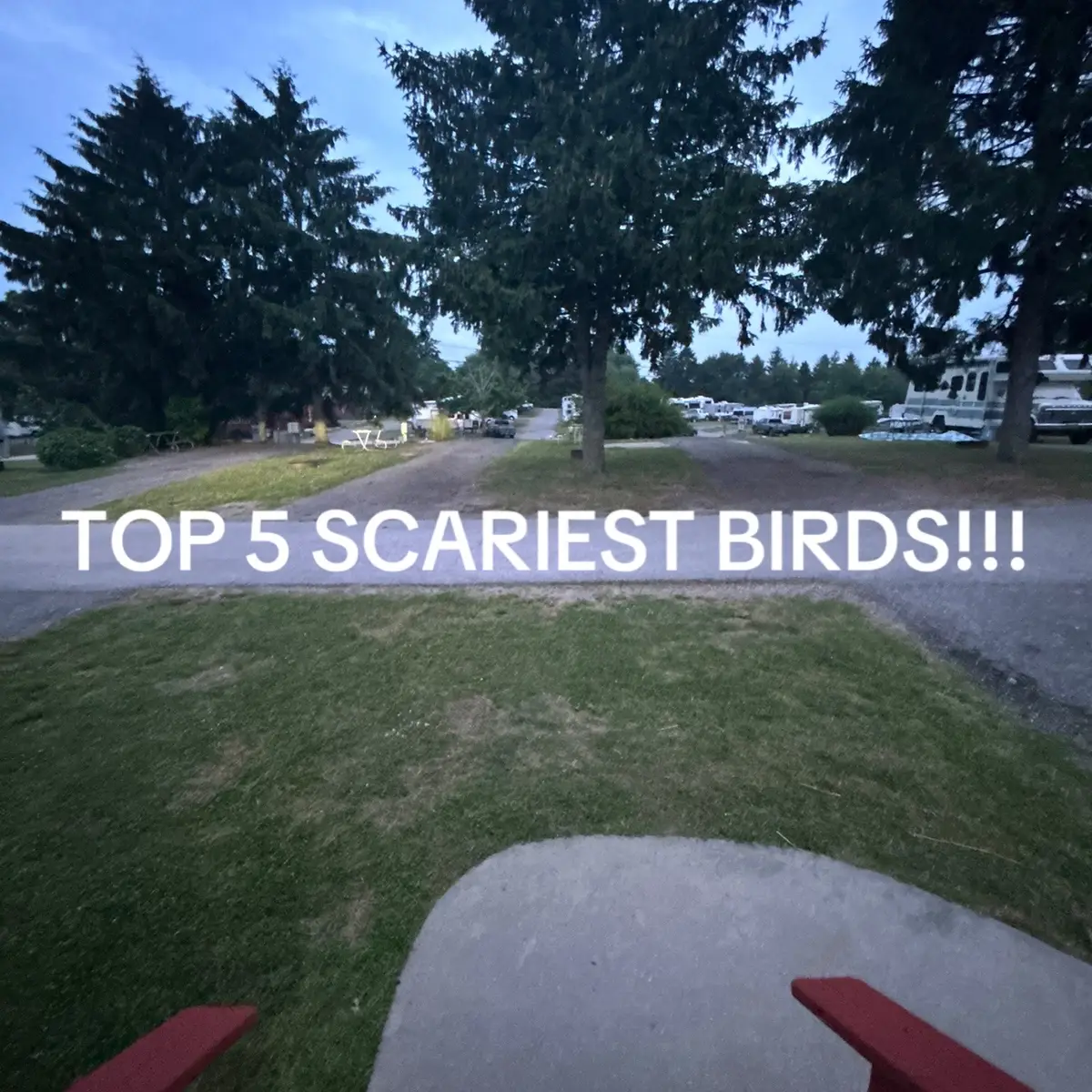 Number 5 to real. #ted #bird #foryou #funny #scary #5 #help #birds #top #him #he #real #like #viral #toreal #fy #fypシ゚viral 