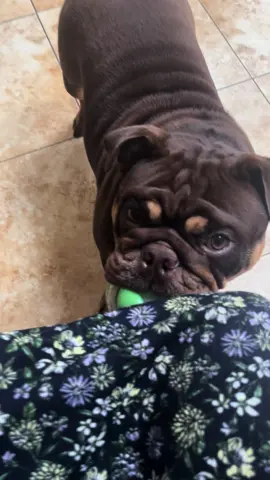 Lola bulldog#english bulldog#lovestory 