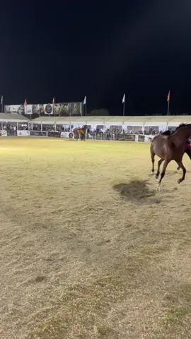 بندر يا بندر🔥#خيل #الله_اكبر #كفرمندا #تتسوجا_2024 #explore #fyp #foryou #arabianhorse #tiktok 