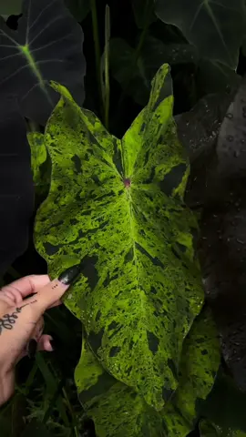 rainy days 🖤 in order: Colocasia esculenta ‘diamond head’  Colocasia esculenta ‘mojito’  Colocasia esculenta var. antiquorum 'Illustris' #gothgarden #fypツ #foryou 