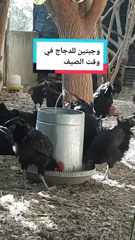 #elevage#تربية_إيجابية#pourtoi#explore#trending#poulet#funny#éducation 