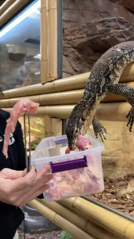 WINNER WINNER CHICKEN DINNER🙌😅 Lol this little guy knew what he was doing and went for it all😂 He’s on that seafood diet 🍱 👀 • • • • #hungry #food #smart #fast #monitor #lizard #quick #eat #food #fun #funny #funnyvideos #wild #wildlife #smart #cute #cool #video #moment #reptile #style #tik #tok #tiktok #tiktokanimals