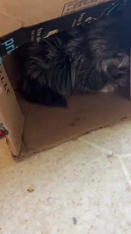 He has discovered the joy of boxes #catsoftiktok #kittens #fyp 