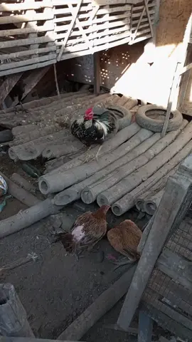 ternak baru ayam jenis 🤲🏻 #ayamjenis #ayamwido #ayammangon 