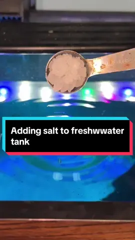 Every fish utilizes salt! Some just have different functioning cells that require different levels of salinity to thrive. For goldfish, upping the salt in the water can actually give them a boost and make it easier for them to maintain their salt balance. But I wouldn’t do it long term if unnecessary. #fish #goldfish #aquarium #ranchu  