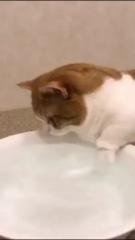 Cute cat playing with water Funny