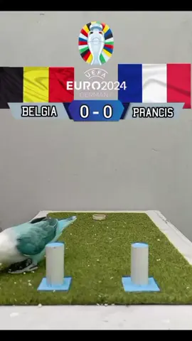 Perancis vs Belgia euro2024 prediksi vopo #EURO2024 #prediksivopo #prediction #burunglovebird #eurogermany2024 #