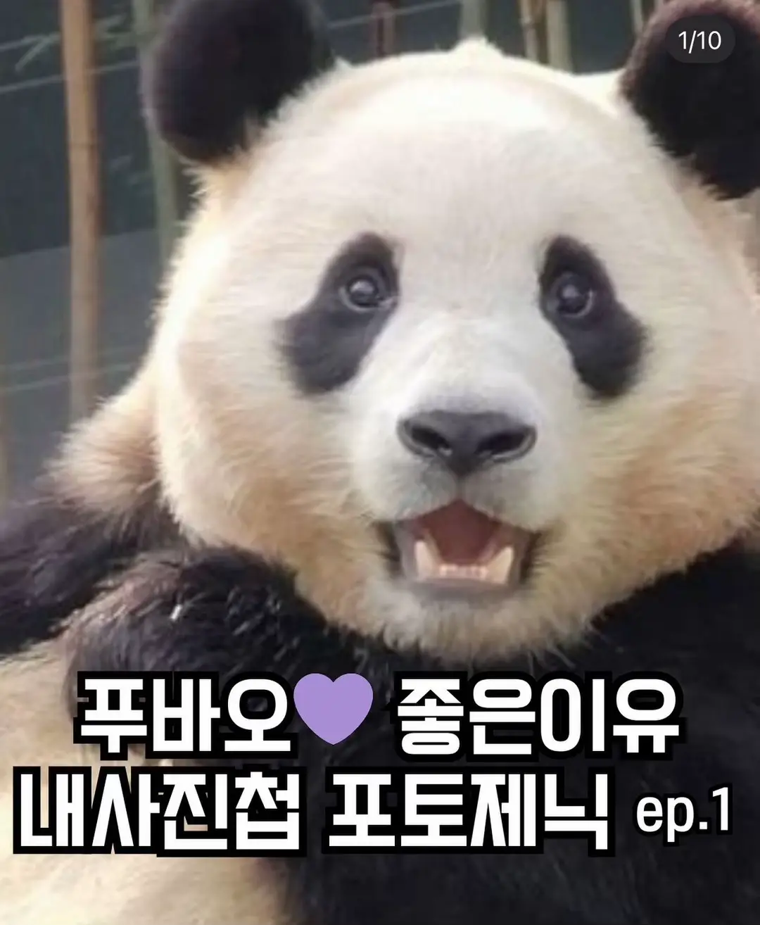 푸는 사랑입니다 🐼❤️❤️❤️