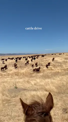 the simple life 🤍 #cattledrive #ranchlife 