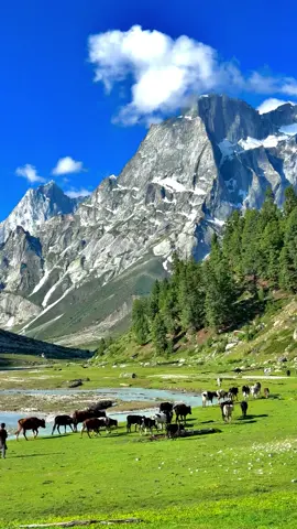 Talu Broq Valley📍 You can join us on our every week trips to different destinations in Pakistan. 3 days trip to Swat kalam & Malamjaba 3 Days trip to Neelum valley Kashmir 5 days trip to Hunza - China boarder & Nalter valley 5 Days trip to Fairy Meadows & Nanga parbat base camp 7 dsys trip to skardu - Basho vally & Deosai 8 Days trip to Hunza - China boarder - Skardu and Basho valley For details contact on whatsapp Number mentioned in profile.#pahardii #ghoomopakistan🇵🇰 #unfreezemyacount #bdtiktokofficial #viralvideo #bdtiktokofficial #viralvideo #unfrezzmyaccount 