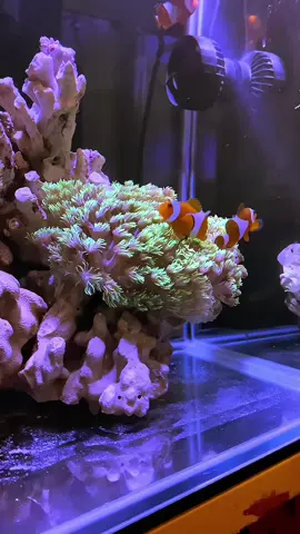 Set up ulang, Fish Only (niatnya)🔥 #reeftank #nanoreef #seawater #nemo #coral #redsea #spectra #reefer #aquarium #aquariumlaut 