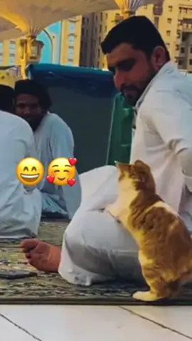 @Adam & Elea @My Petsie @My Petsie @Adam & Elea Feline Faith: When Cats Cramp the Prayer Style! #MyPetsie Ft @adam.elea1  _______________ Follow @my.petsie  For More Daily Videos 🔥❤️ _______________ ❤️ Double Tap If You Like This  🔔TurnOn Post Notifications  🏷️ Tag Your Friends  _______________ Plz Dm for credit & removal 💬 _______________ Watch these adorable Muslim cats playfully interrupt their owners’ prayers in the cutest way possible! 😸🙏 _______________ Our social Media : 👇(contact on us Instagram    @my.petsie & @my.petsie1 & @mypetsie1 _______________ #MuslimCats #FunnyPets #PrayerDistractions #CatComedy #IslamicHumor #CuteInterrupters #ReelLaughs #AdorableDistractions #Cat #Muslin #Salat #Payer #CuteCats #Cat #Funny ata #CatLove #CatLover #Allah #AmineBelhouari #AdamAndElea #MyBestie #MyPetsie 
