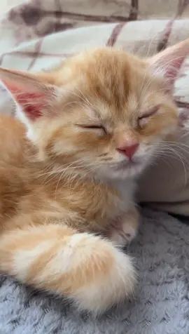 Don't Disturb ME 😾🐾  #meow #котики #cats #قططي #قطط_كيوت #قطط #cat #kittens #catsvideo #kittensoftiktok 