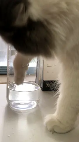 “Caught in the act! 🐱💧 When your cat decides your water is just too tempting to resist! 😂 #CatMom #CatLife #SassyCat #PetHumor #CatBurglar #WaterThief”