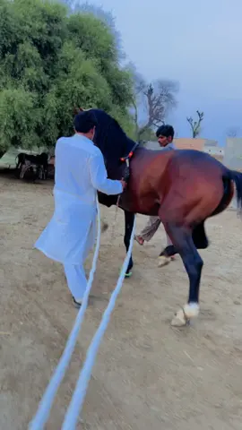 Sanwal❤️💯 #horselove #horsedance #fyp #abdullahmalkera #foryoupage 