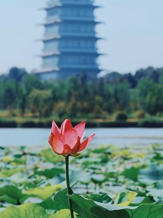 Appreciating the Blooming #Lotus at Xi'an Expo Park #nature #shaanxi