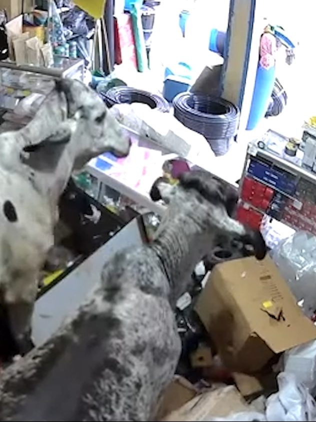 Two runaway cows knocked over nearly every item after they got trapped in a tiny store in Colombia. Eventually, a shop employee moved the display cases that the cows were stuck behind and they left, taking the mayhem to the streets. #cows #animals #shopping #colombia