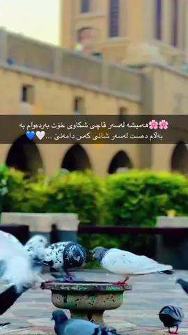 #چۆمان_باڵەکایەتی #سۆرانەکەم🌸 #hawler_slemani_dhok_karkuk_hallabja #سۆران_كۆیە_دەهۆک_ڕانیه_کەرکوک_هەڵەبجە💙💙💙 #foryoupage_ #