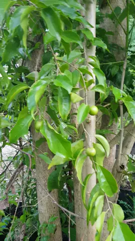 plum aussie berbuah di planterbag... gasan cemilan sehat nyaman banar... yuk mampir ke habe garden banjarbaru