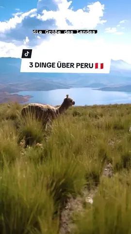 Wen magst du mit nach Peru nehmen?😊🦙 Cruise by ROYA #SongOfTheSummer #Reisetipps #Peru #reisen 