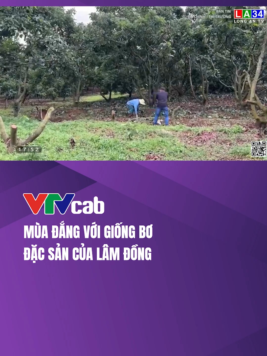 Mùa đắng với giống bơ đặc sản của Lâm Đồng #vtvcab #vtvcabtaichinh #master2023bytiktok #bo034 #tiktok