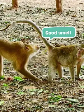 Don't move dear..let try with me #funnymonkeyvideo #funnymonkey #babymonkey #animalsbaby #monkeyface #animals 