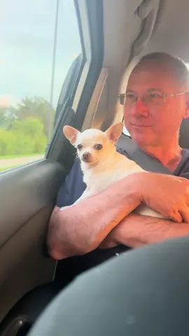 We should stick together Grandpa ❤️  #chihuahua #foryoupage #besties #chaquita #dog 