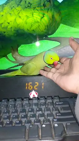Main Tota main tota#foryou #tota #for #mithu #funny #bird #parrottalking #parrot #talkingparrot #tiktok #ringneck #chattyparrot #youtube 