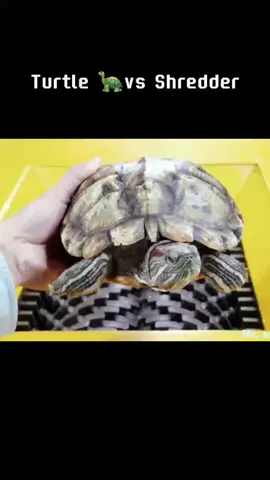 Turtle 🐢 vs shredder #traintracks #shredder #amazing #fpy #tutle 