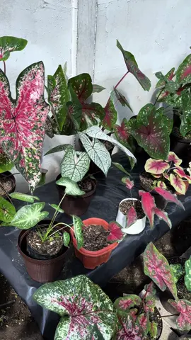 Caladium mira la pequeña coleccion en este rincón #caladium #plantasdeinterior #plantas #caladiumplants #caladiumlovers #plantasdecasa #tiktok #plantasornamentales 