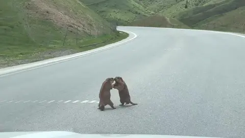 Saw two marmots fighting in the middle of road, had to stop the car and let them pass through 😂😂😂#funnyanimals #marmot #animalfight 