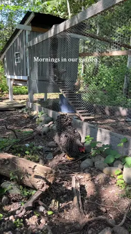 I love coming out here every morning and seeing all the new growth (and the chickens always) #garden #chickens #littlehomestead 