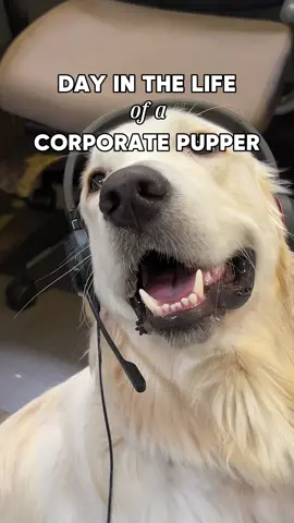 This office romance is HEATING up 🔥 #dog #puppy #goldenretriever #officedog 